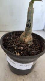 ENXERTO 11874 – 20cm (cor LM 887) - Imagem 6