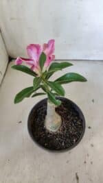 ENXERTO 11874 – 20cm (cor LM 887) - Imagem 5