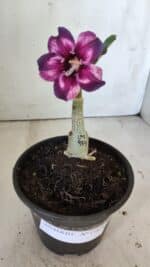 ENXERTO 11875 – 20cm (cor LM 989) Id: Estrela Purpura - Imagem 2