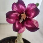 ENXERTO 11875 – 20cm (cor LM 989) Id: Estrela Purpura