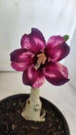 ENXERTO 11875 – 20cm (cor LM 989) Id: Estrela Purpura