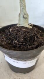 ENXERTO 11875 – 20cm (cor LM 989) Id: Estrela Purpura - Imagem 6