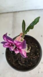 ENXERTO 11875 – 20cm (cor LM 989) Id: Estrela Purpura - Imagem 5