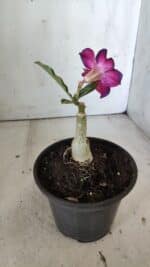 ENXERTO 11875 – 20cm (cor LM 989) Id: Estrela Purpura - Imagem 4