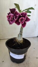 ENXERTO 11876 – 20cm (cor LM 976) - Imagem 2