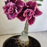 ENXERTO 11876 – 20cm (cor LM 976)