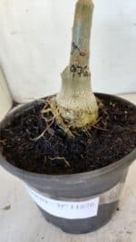 ENXERTO 11876 – 20cm (cor LM 976) - Imagem 7