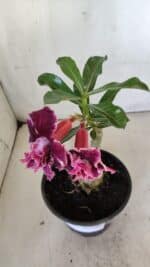 ENXERTO 11876 – 20cm (cor LM 976) - Imagem 4