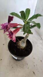 ENXERTO 11876 – 20cm (cor LM 976) - Imagem 6