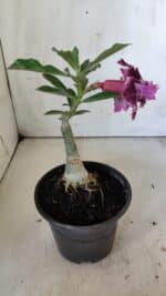 ENXERTO 11876 – 20cm (cor LM 976) - Imagem 5