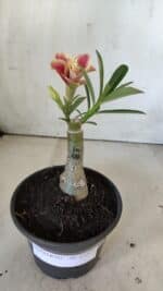 ENXERTO 11877 – 20cm (cor LM 618) - Imagem 2