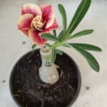 ENXERTO 11877 – 20cm (cor LM 618)