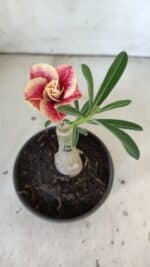 ENXERTO 11877 – 20cm (cor LM 618)