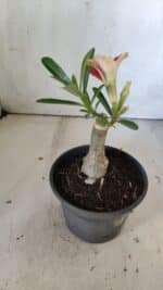 ENXERTO 11877 – 20cm (cor LM 618) - Imagem 4