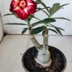 ENXERTO 11878 – 25cm (cor LM 725)