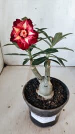 ENXERTO 11878 – 25cm (cor LM 725)