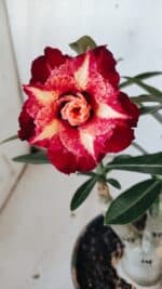 ENXERTO 11878 – 25cm (cor LM 725) - Imagem 3