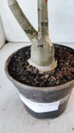 ENXERTO 11878 – 25cm (cor LM 725) - Imagem 8