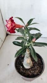 ENXERTO 11878 – 25cm (cor LM 725) - Imagem 7