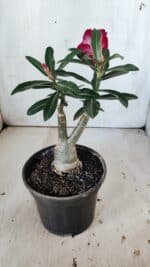 ENXERTO 11878 – 25cm (cor LM 725) - Imagem 6