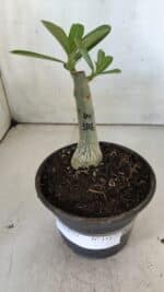 ENXERTO 11879 – 20cm (cor LM 1006) - Imagem 2