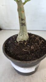 ENXERTO 11879 – 20cm (cor LM 1006) - Imagem 4