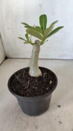 ENXERTO 11879 – 20cm (cor LM 1006) - Imagem 3