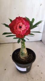 ENXERTO 11880 – 22cm (cor LM 913) - Imagem 2