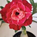 ENXERTO 11880 – 22cm (cor LM 913)