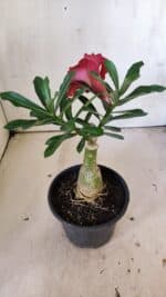 ENXERTO 11880 – 22cm (cor LM 913) - Imagem 5