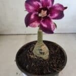 ENXERTO 11881 – 20cm (cor LM 989) Id: Estrela Purpura