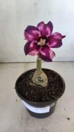 ENXERTO 11881 – 20cm (cor LM 989) Id: Estrela Purpura