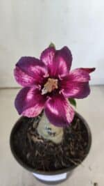 ENXERTO 11881 – 20cm (cor LM 989) Id: Estrela Purpura - Imagem 3