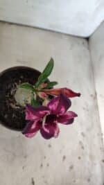 ENXERTO 11881 – 20cm (cor LM 989) Id: Estrela Purpura - Imagem 4