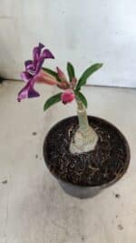 ENXERTO 11881 – 20cm (cor LM 989) Id: Estrela Purpura - Imagem 6