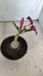 ENXERTO 11881 – 20cm (cor LM 989) Id: Estrela Purpura - Imagem 5