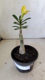 ENXERTO 11882 – 20cm (cor LM 315)