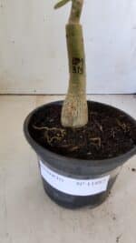 ENXERTO 11882 – 20cm (cor LM 315) - Imagem 5