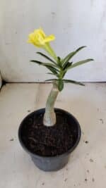 ENXERTO 11882 – 20cm (cor LM 315) - Imagem 4