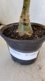 ENXERTO 11883 – 20cm (cor LM 1003) - Imagem 4