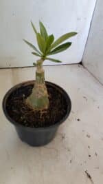 ENXERTO 11883 – 20cm (cor LM 1003) - Imagem 3