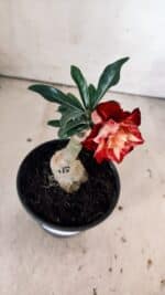 ENXERTO 11884 – 20cm (cor LM 725) - Imagem 4