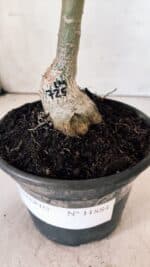 ENXERTO 11884 – 20cm (cor LM 725) - Imagem 6