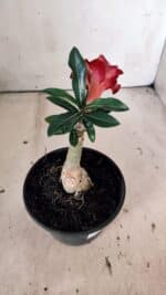 ENXERTO 11884 – 20cm (cor LM 725) - Imagem 5