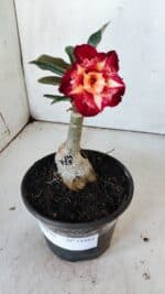 ENXERTO 11884 – 20cm (cor LM 725) - Imagem 2