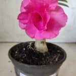 ENXERTO 11885 – 20cm (cor LM 04)