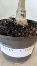 ENXERTO 11885 – 20cm (cor LM 04) - Imagem 7