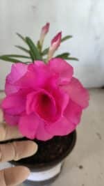 ENXERTO 11885 – 20cm (cor LM 04) - Imagem 3