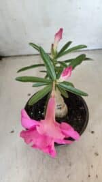 ENXERTO 11885 – 20cm (cor LM 04) - Imagem 4