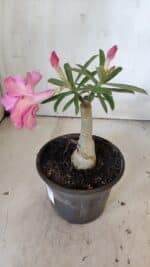 ENXERTO 11885 – 20cm (cor LM 04) - Imagem 6